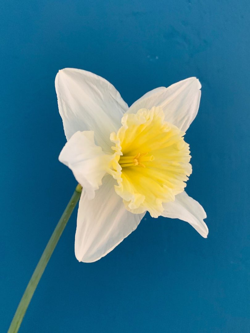 daffodil-gc9cb53b5e_1920